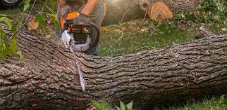 Best Tree and Shrub Care  in Great Neck Estates, NY