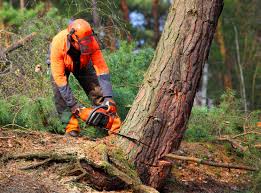 Leaf Removal in Great Neck Estates, NY