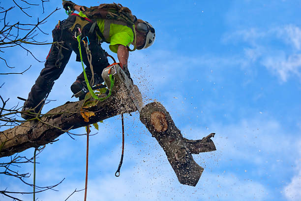 Best Leaf Removal  in Great Neck Estates, NY