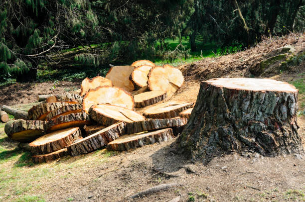 Best Tree Disease Treatment  in Great Neck Estates, NY